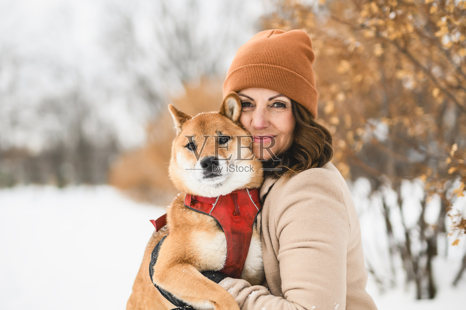 一只红色的柴犬狗狗在森林的冬季雪地边缘与女主人合影照片摄影图片
