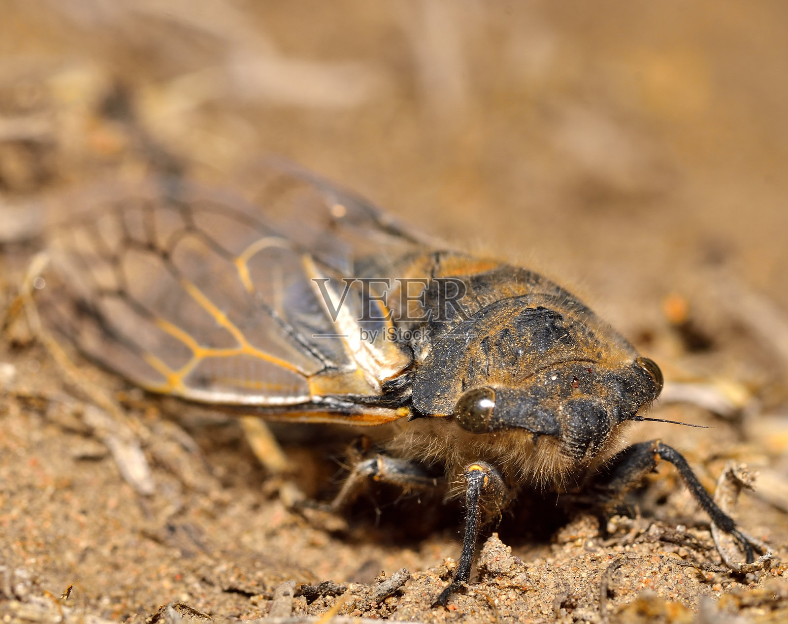 蝉照片摄影图片