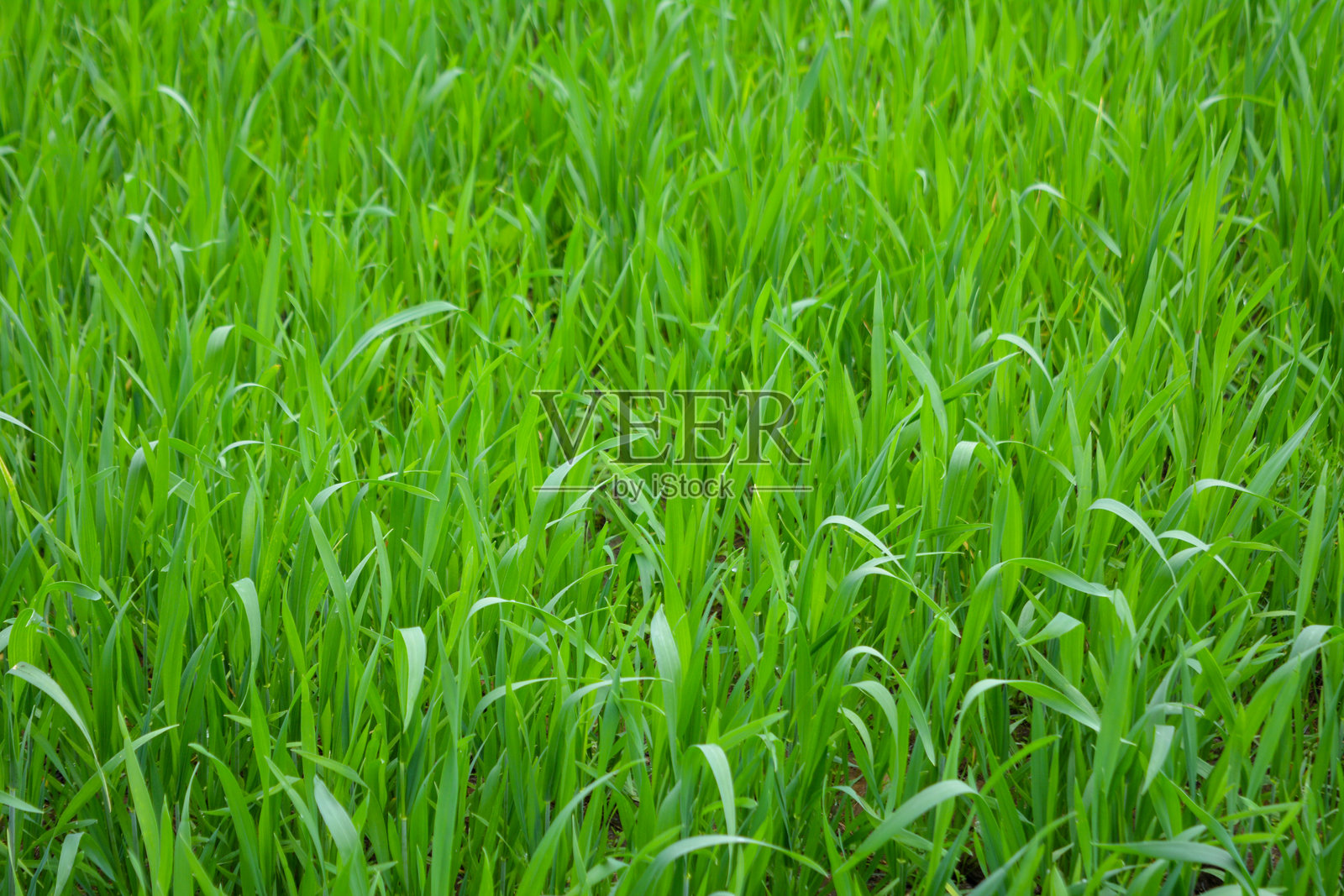土壤田野里生长着年轻的绿色小麦幼苗照片摄影图片