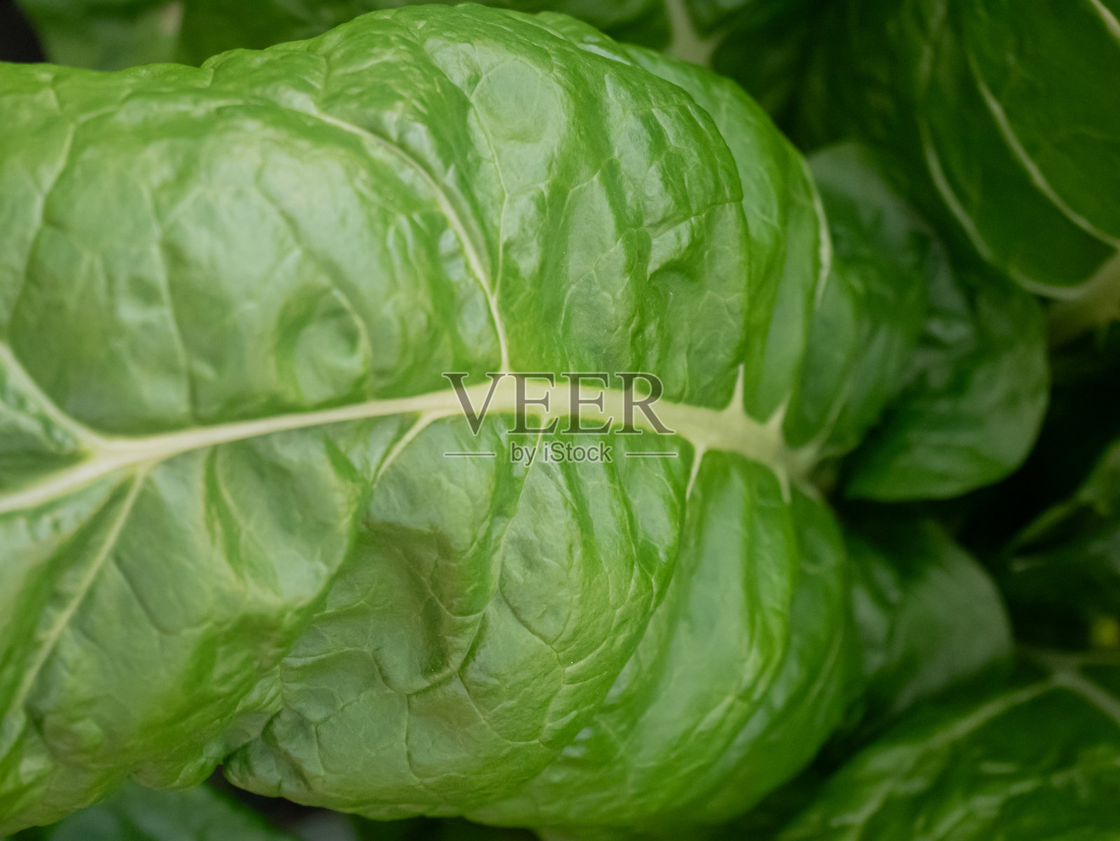 绿色叶子特写,展现出细腻的纹理。有机新鲜蔬菜自然背景。健康素食概念。照片摄影图片