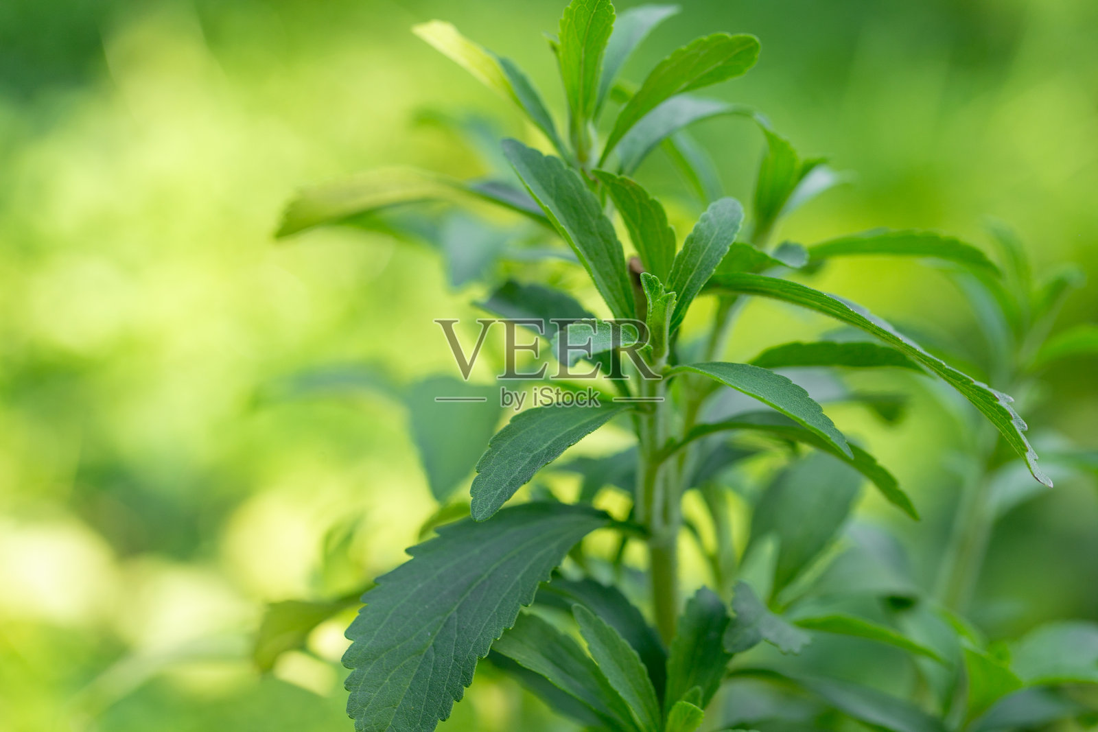 绿色模糊背景下的甜叶菊叶子,带有复制空间。鲜绿色的甜叶菊叶子,天然甜味剂和健康生活方式。绿色天然甜味剂。照片摄影图片