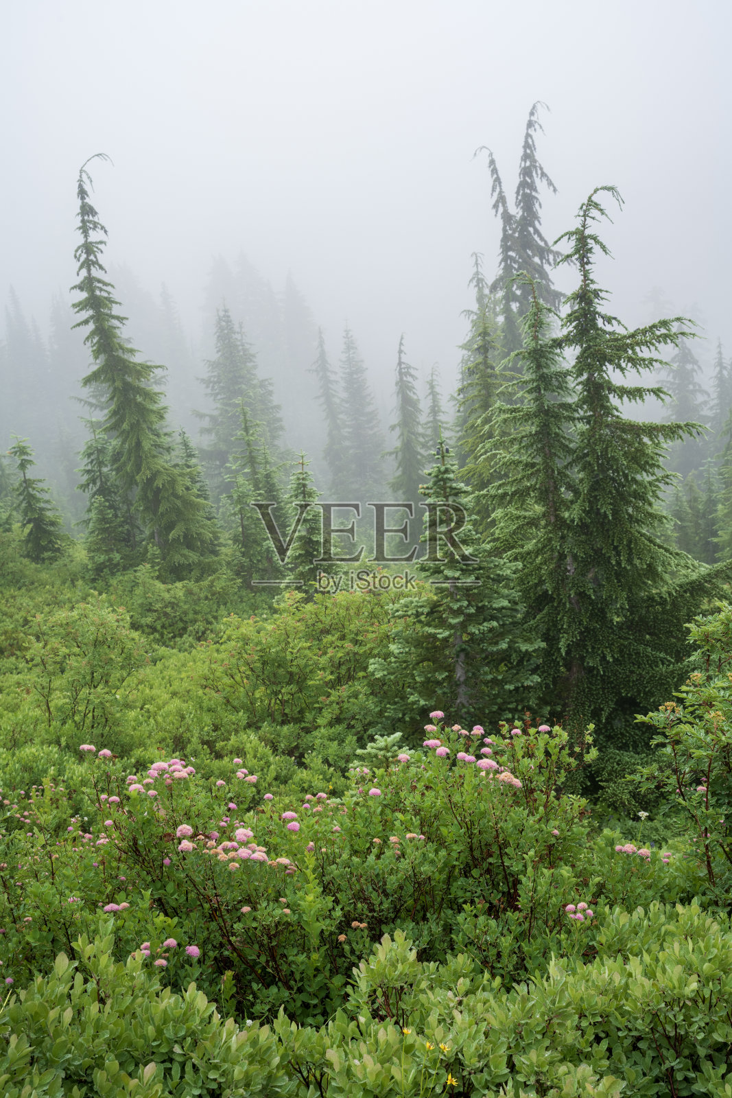 夏季雷尼尔山国家公园的雾气弥漫的早晨照片摄影图片