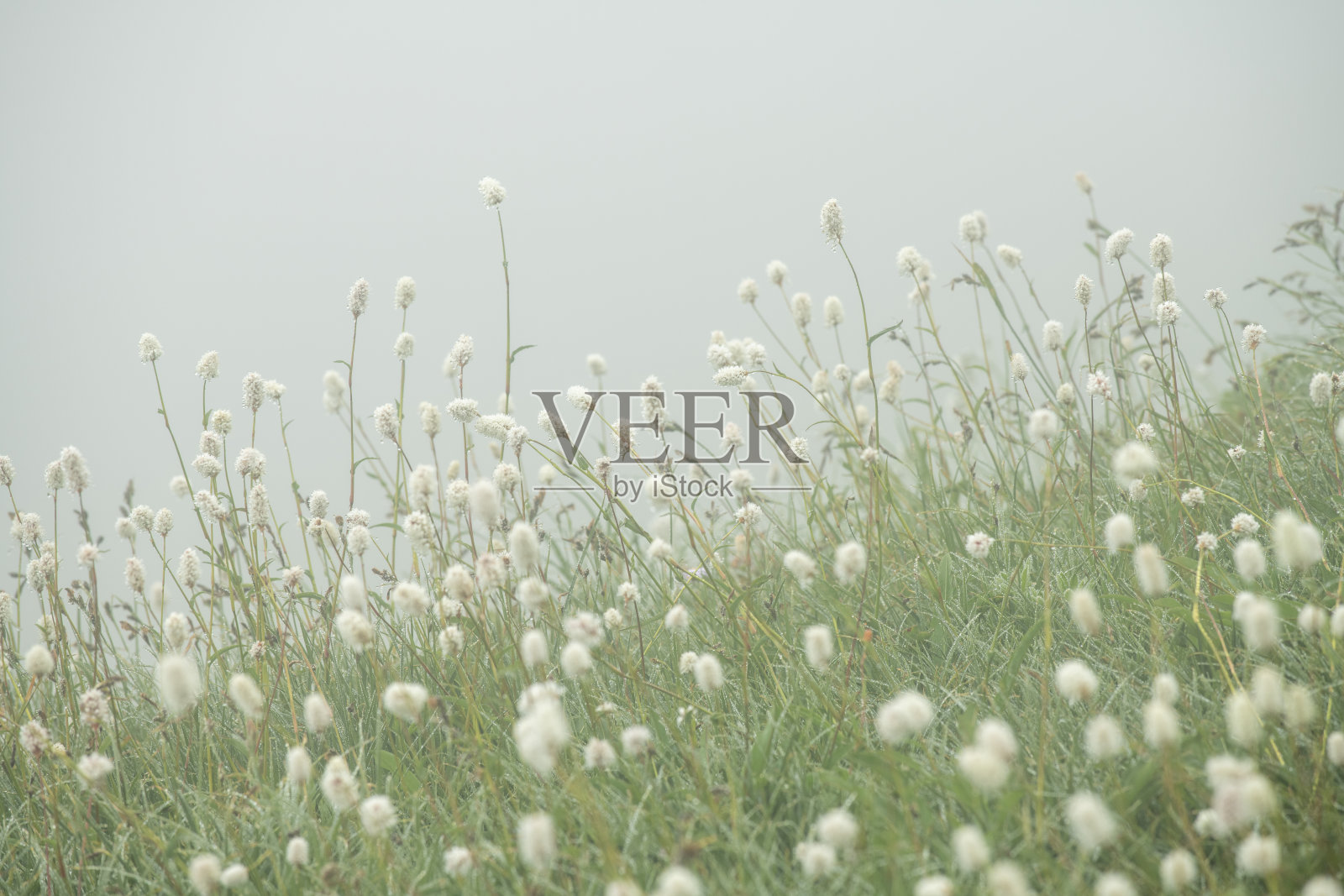 雷尼尔山国家公园雾晨盛开的美洲蛇菰照片摄影图片