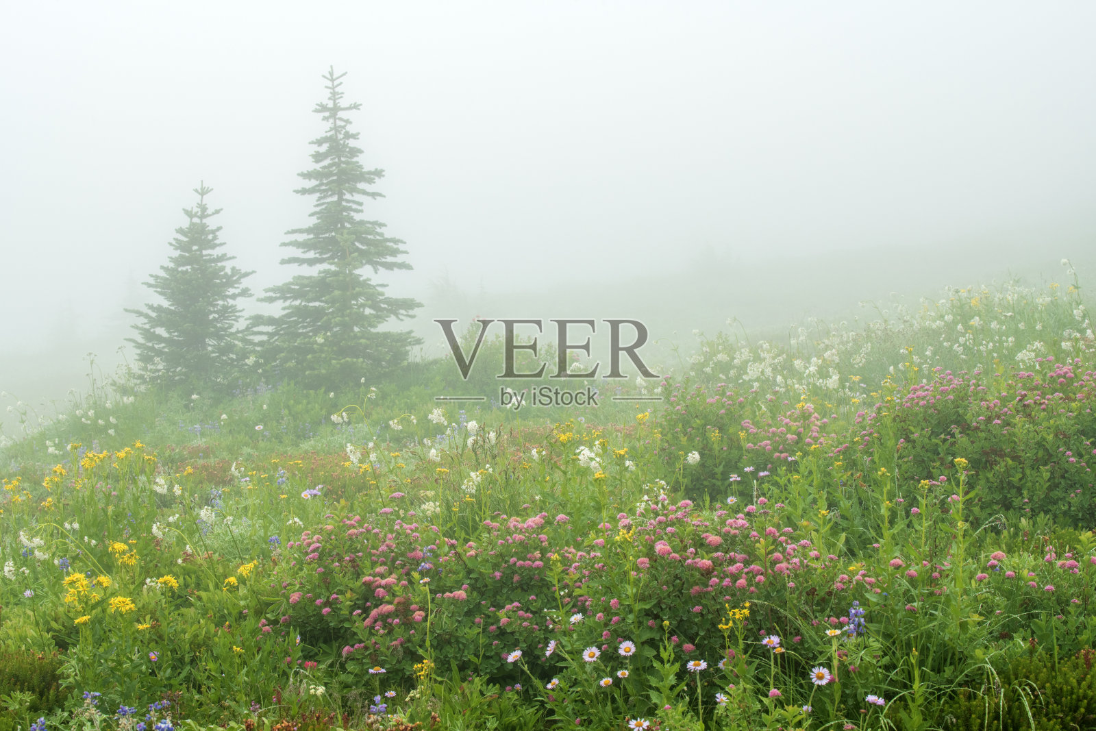 雷尼尔山国家公园雾 morning 盛开的野花照片摄影图片