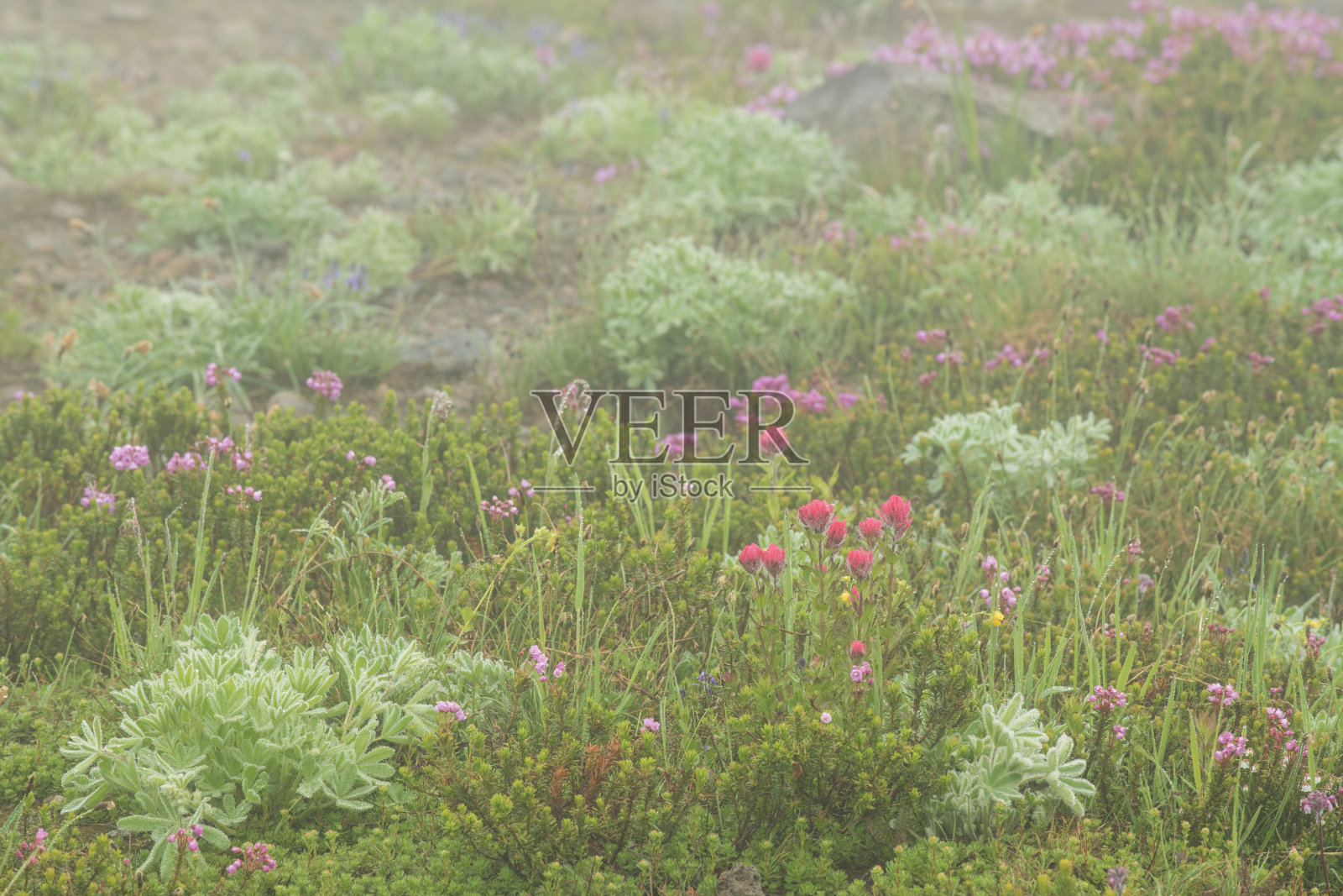 雷尼尔山国家公园晨雾中盛开的野花照片摄影图片