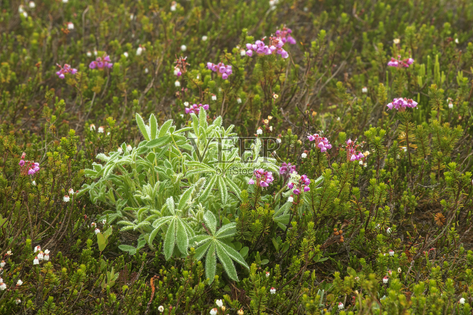 雷尼尔山国家公园盛开的岩须照片摄影图片