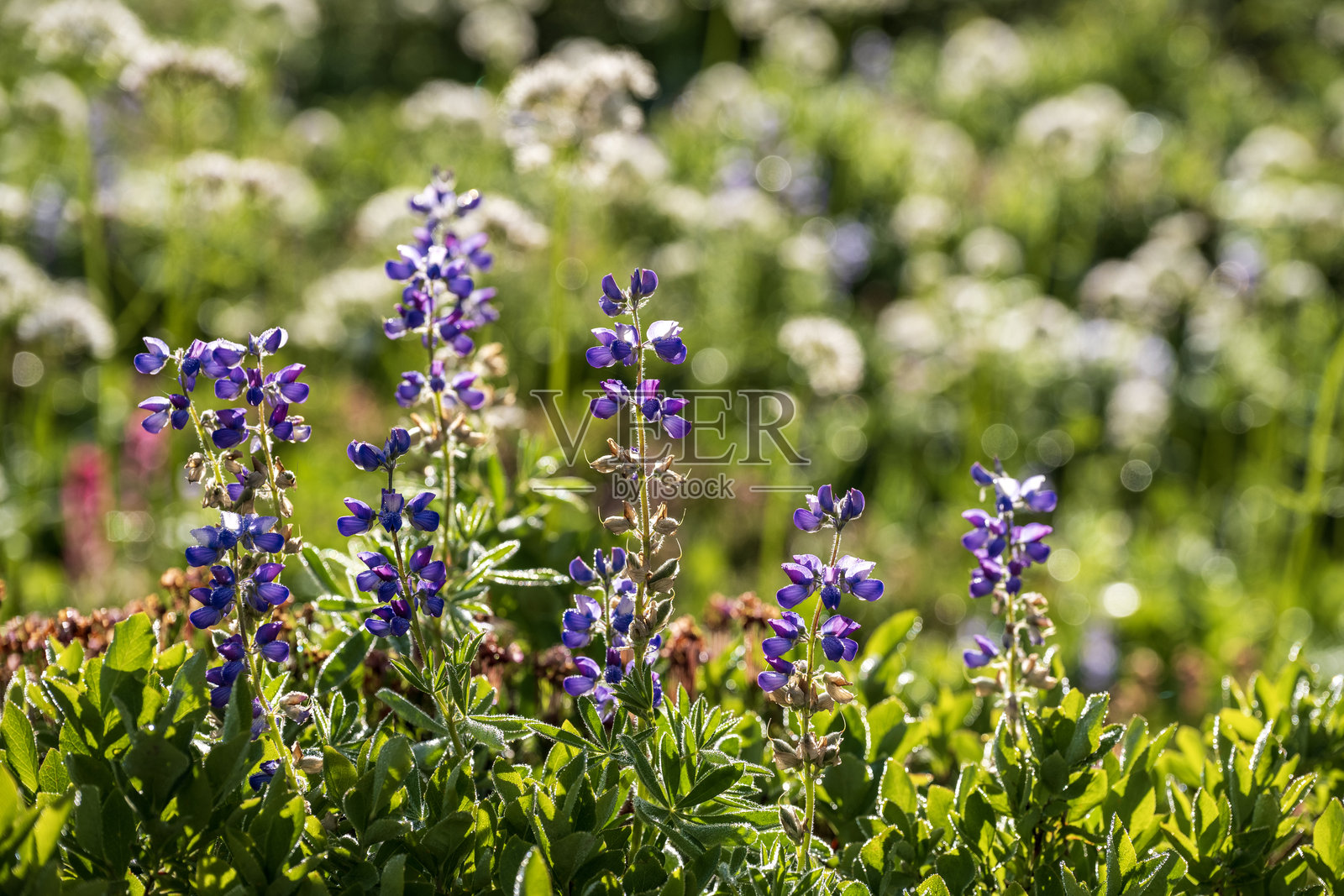 雷尼尔山国家公园的日出鲁冰花照片摄影图片