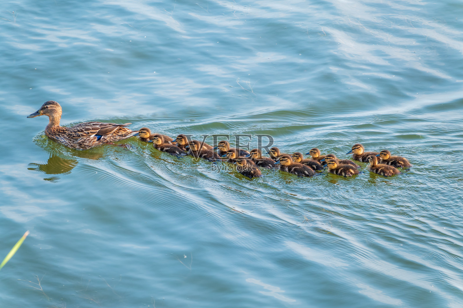 一群鸭子,一只鸭妈妈带着它的小鸭子们在水中游泳。鸭妈妈正在照顾它刚出生不久的小鸭子们。绿头鸭,学名Anas platyrhynchos照片摄影图片
