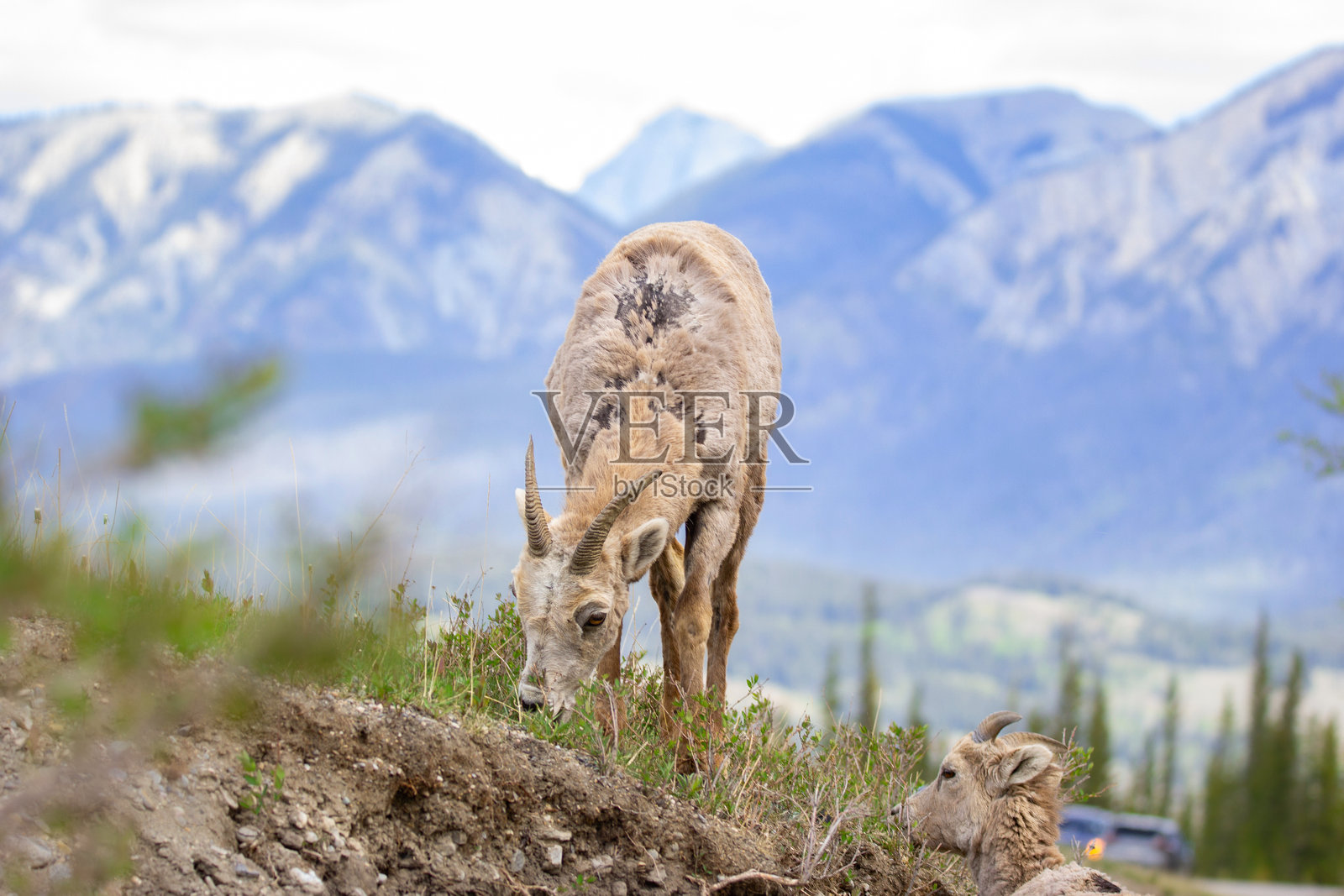 春天,一只年轻的大角羊在山坡的绿草上吃草。照片摄影图片