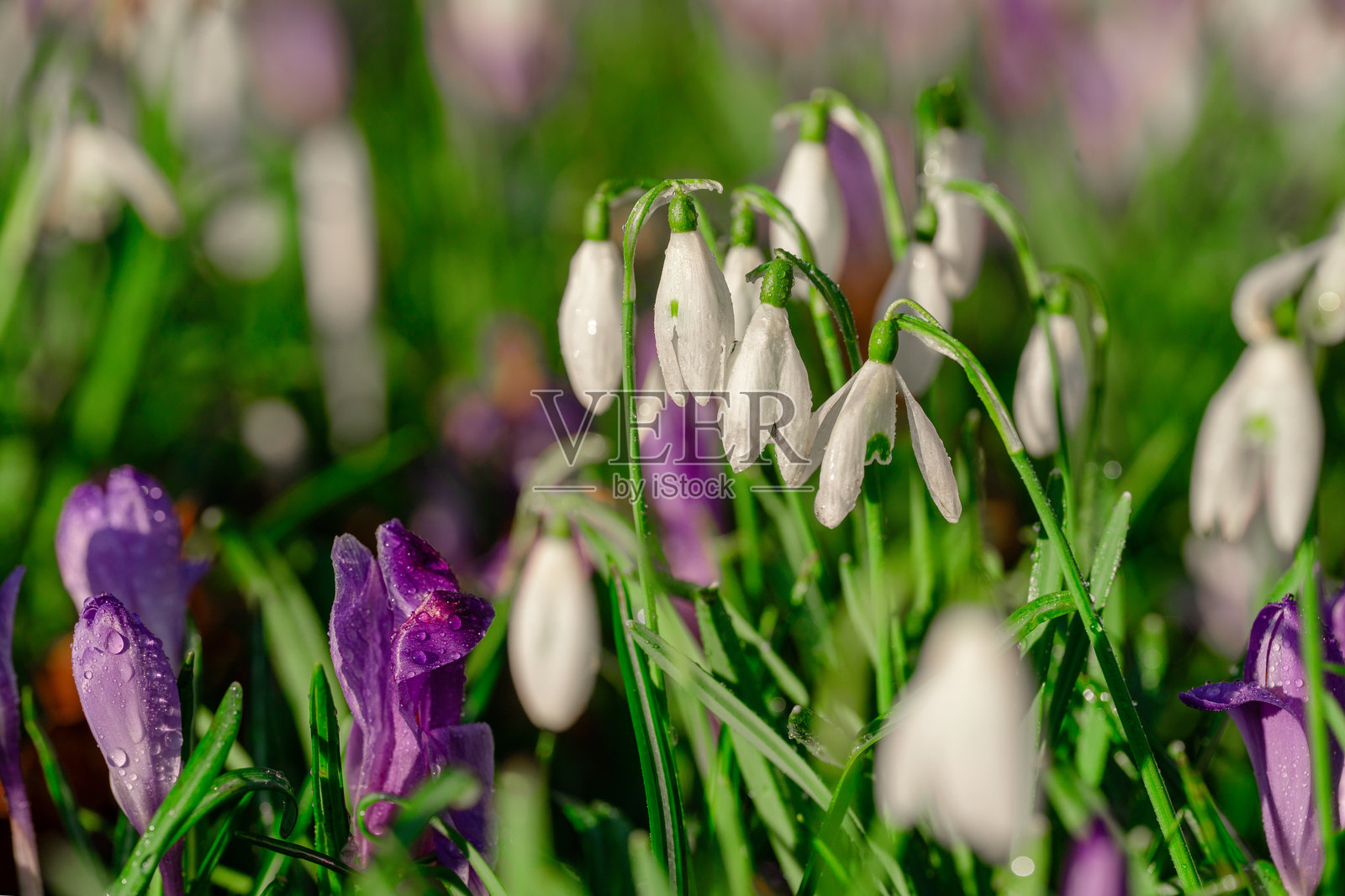 春日清晨的阳光下,花园里盛开着雪滴花和番红花。照片摄影图片