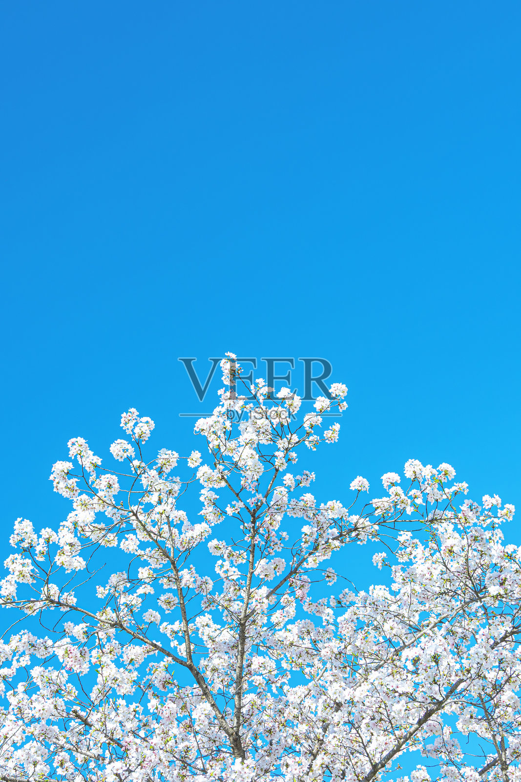 樱花盛开在晴朗的蓝天之下,留有空白空间用于复制照片摄影图片