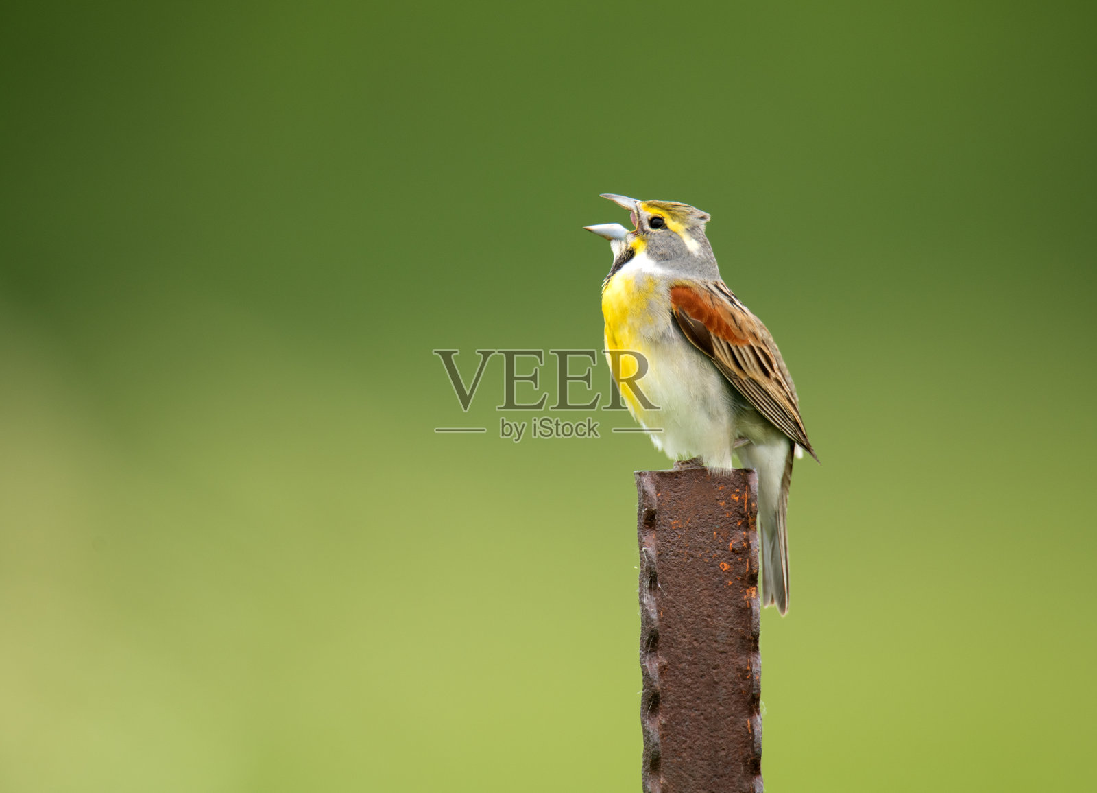 东部草原云雀照片摄影图片