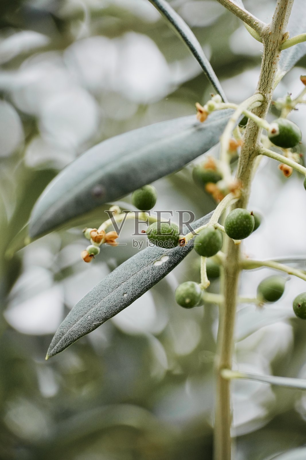 枝条上的嫩绿橄榄和干枯的花朵照片摄影图片