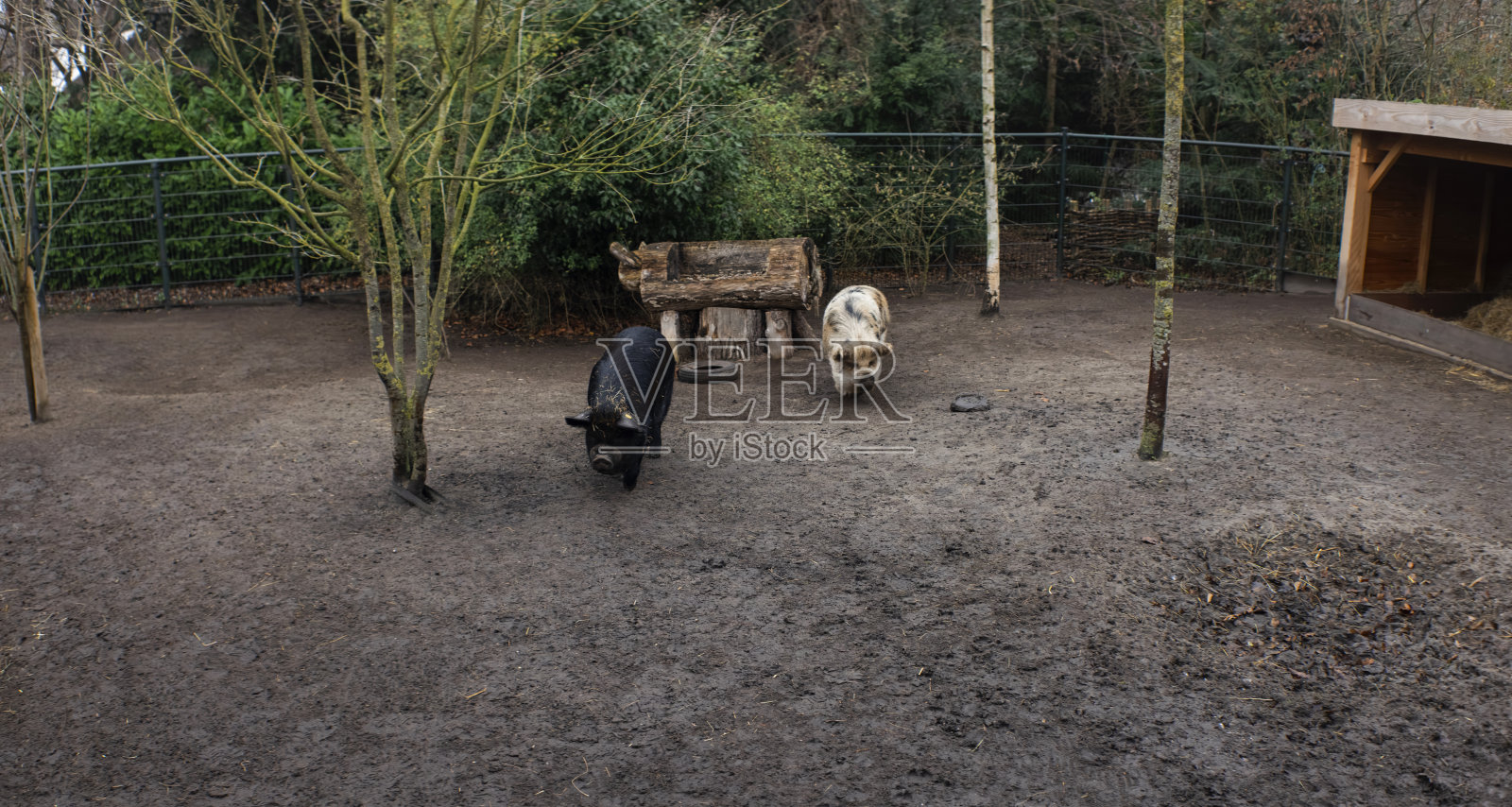 户外围栏里的猪照片摄影图片