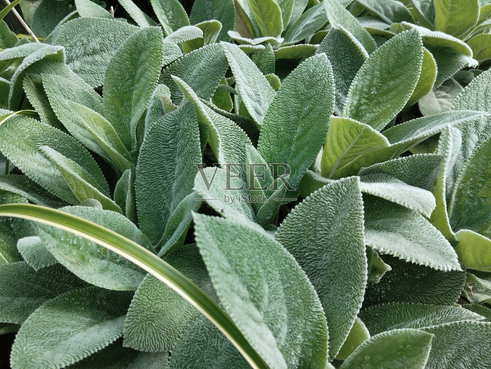 自然风光照片摄影图片