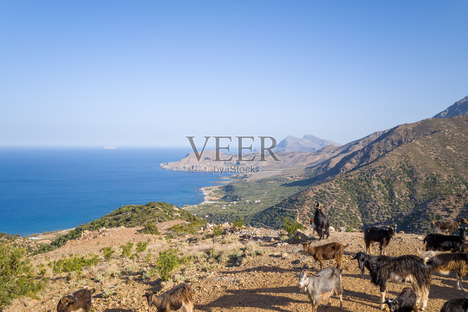 克里特岛海岸地貌上方的山羊照片摄影图片