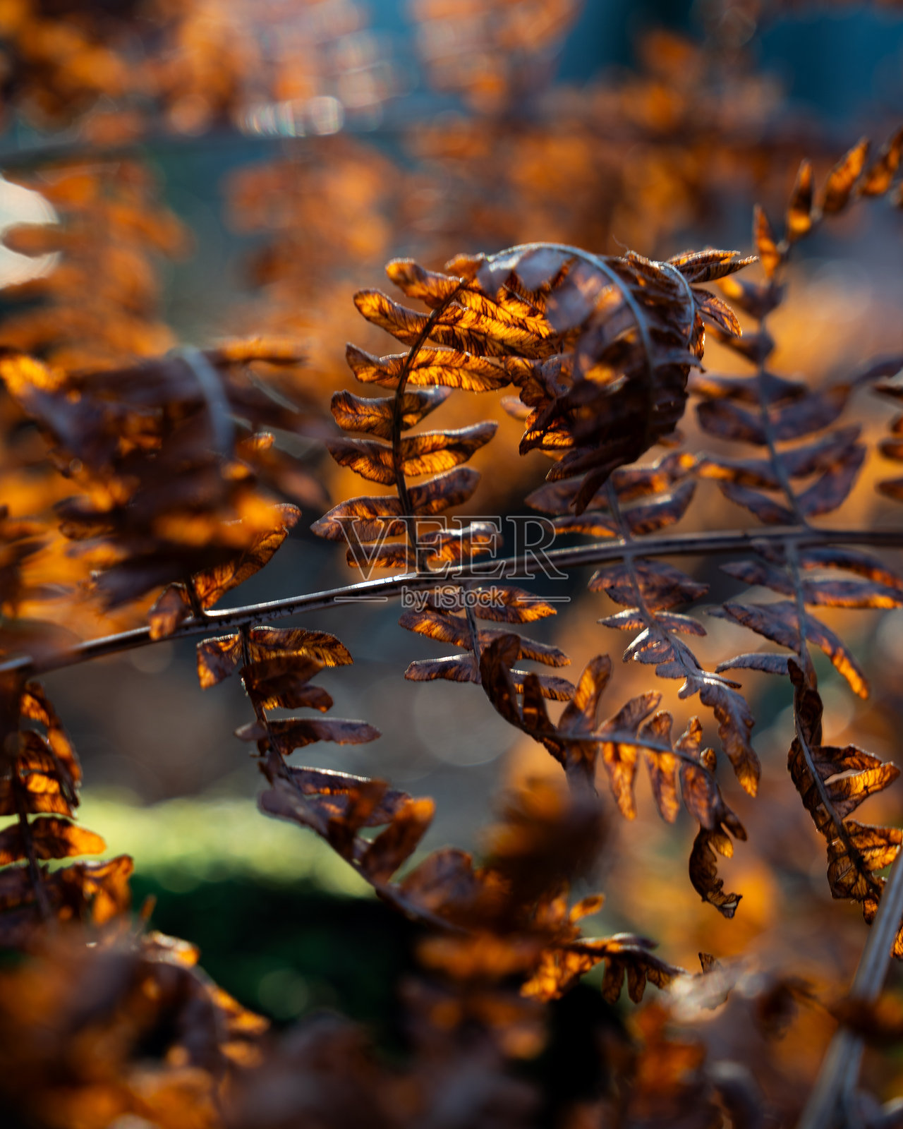 金黄的叶子照片摄影图片