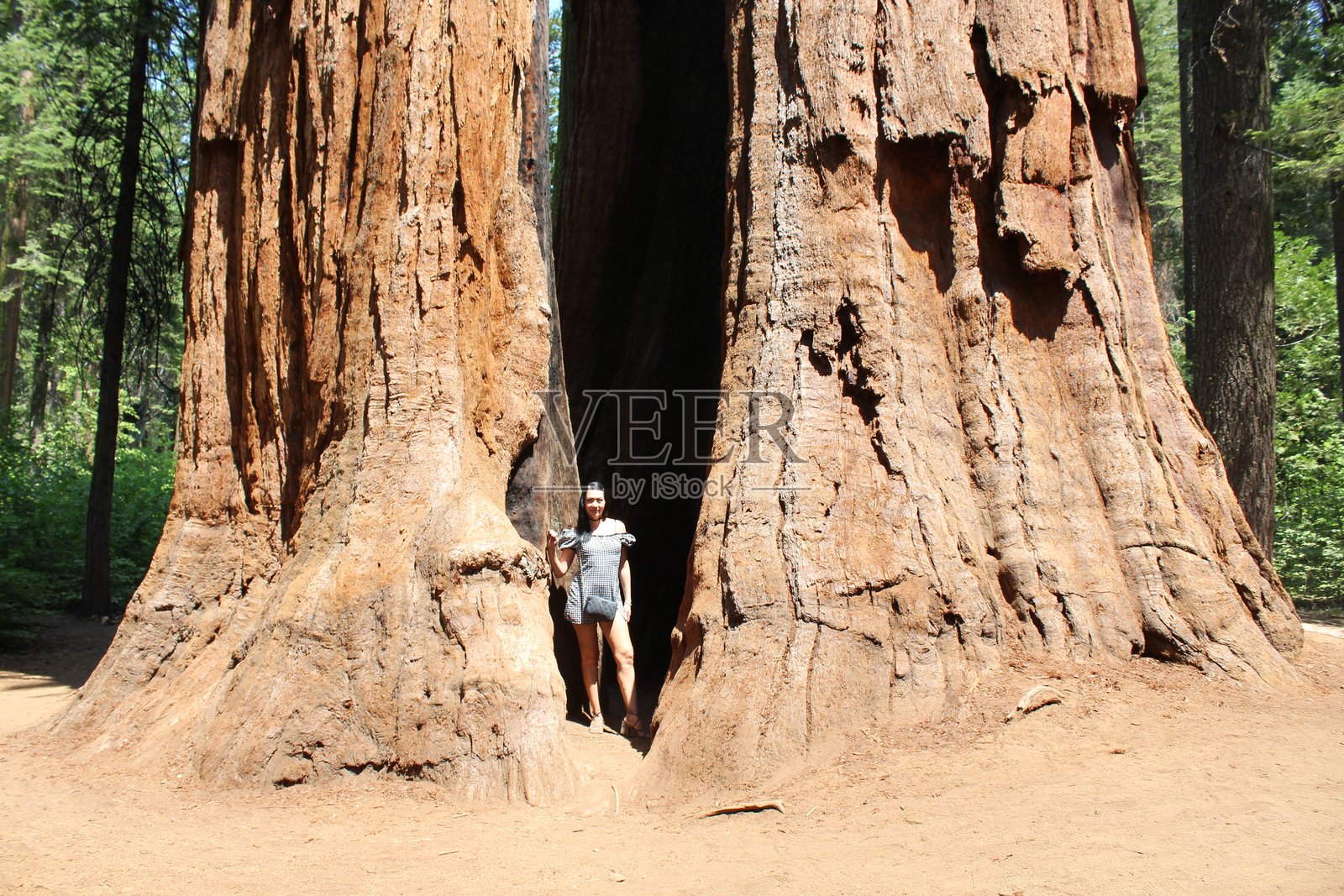 加利福尼亚州卡拉维拉斯大树州立公园照片摄影图片