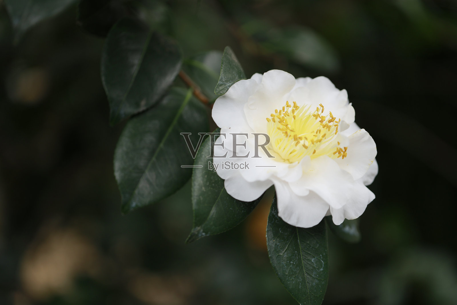 山茶花照片摄影图片