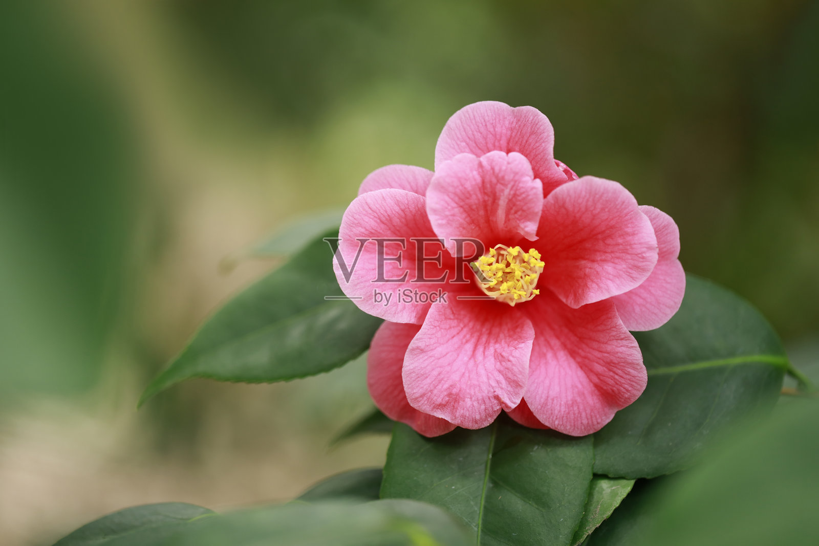 山茶花照片摄影图片