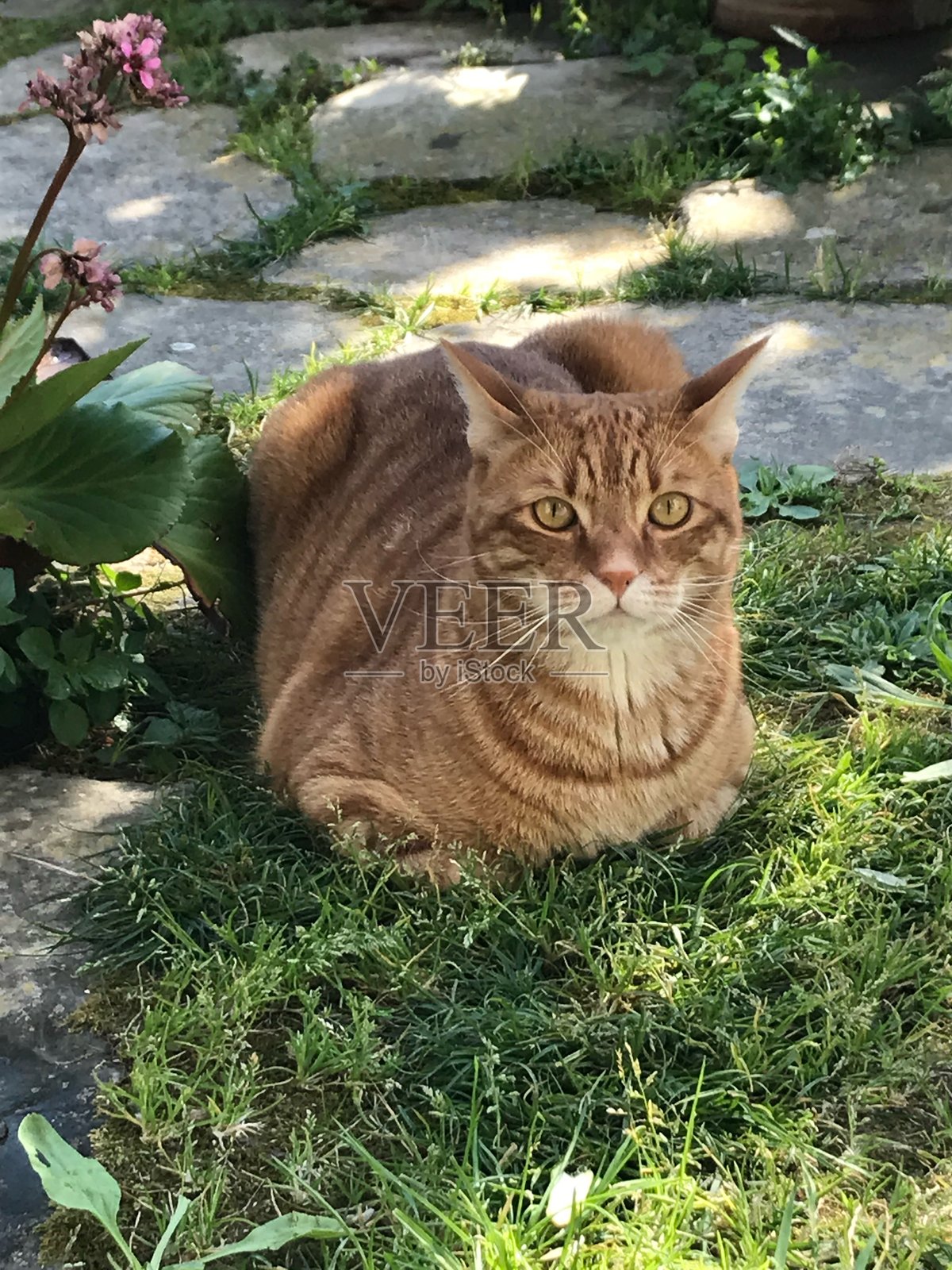 我美丽的红猫杰克照片摄影图片