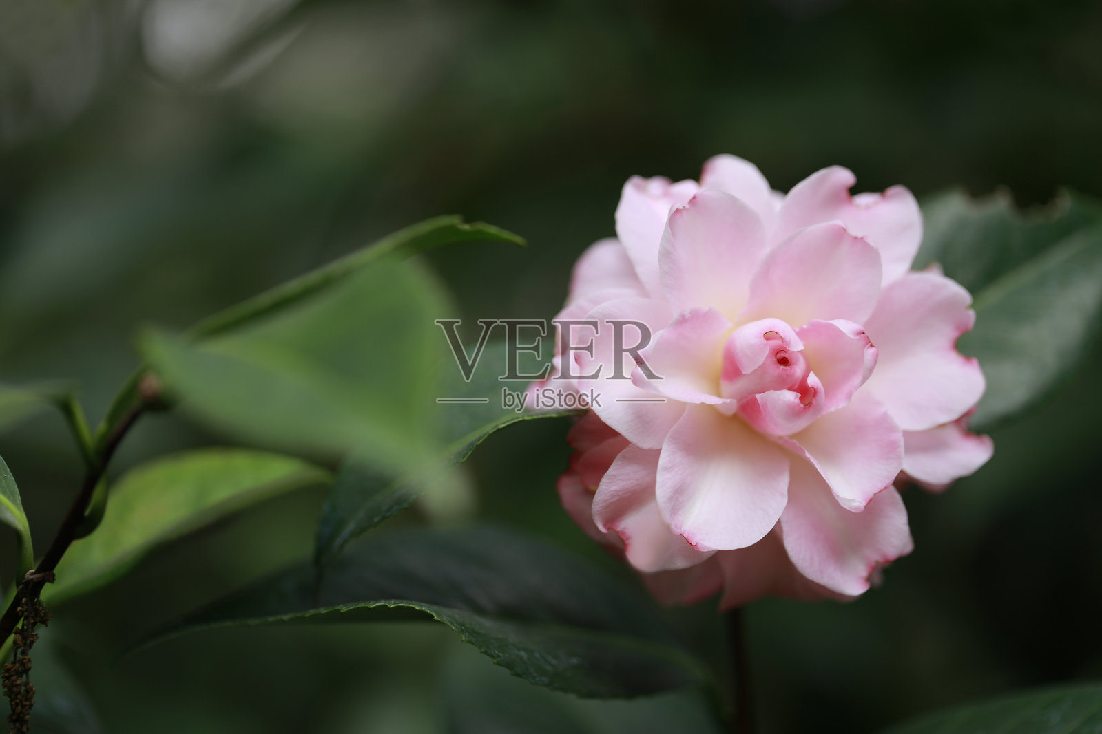 山茶花照片摄影图片