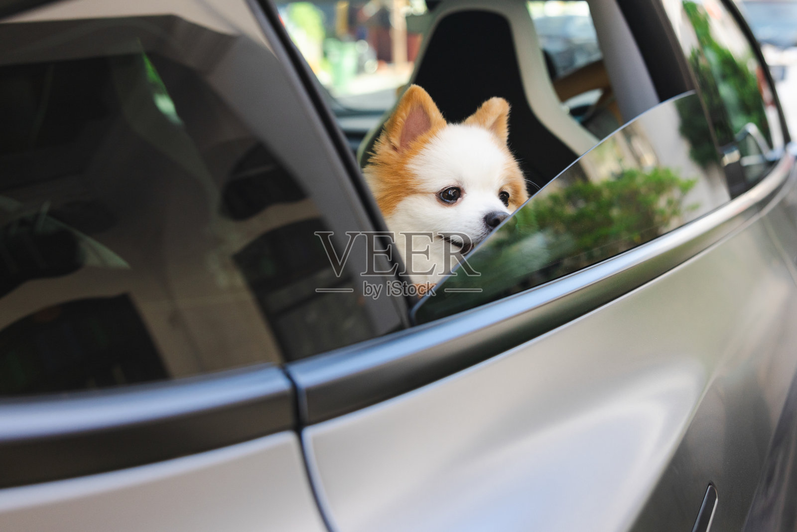 串串狗正在望着车后窗外的风景。照片摄影图片