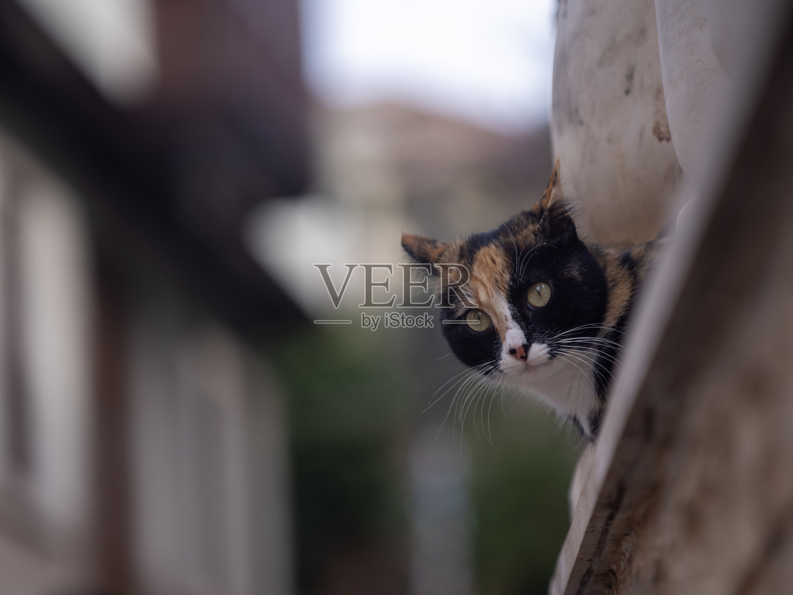 街猫照片照片摄影图片