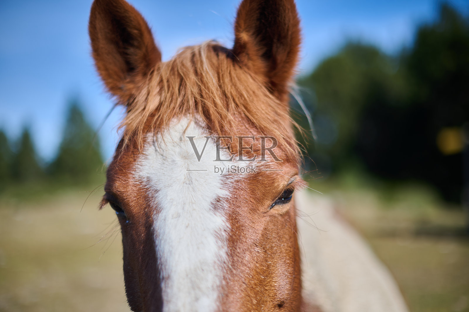 秋季,在比利牛斯山的山地草甸里,一匹棕白相间的花马正在近景肖像式地吃草。照片摄影图片
