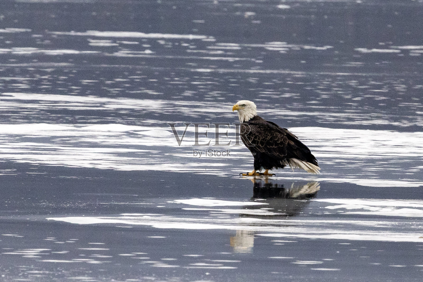 冰上的老鹰照片摄影图片