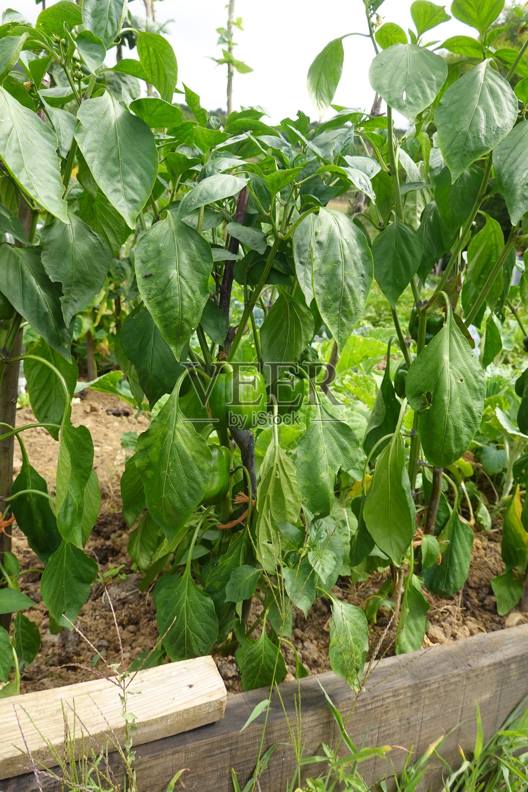花园里植物上生长的绿色甜椒照片摄影图片