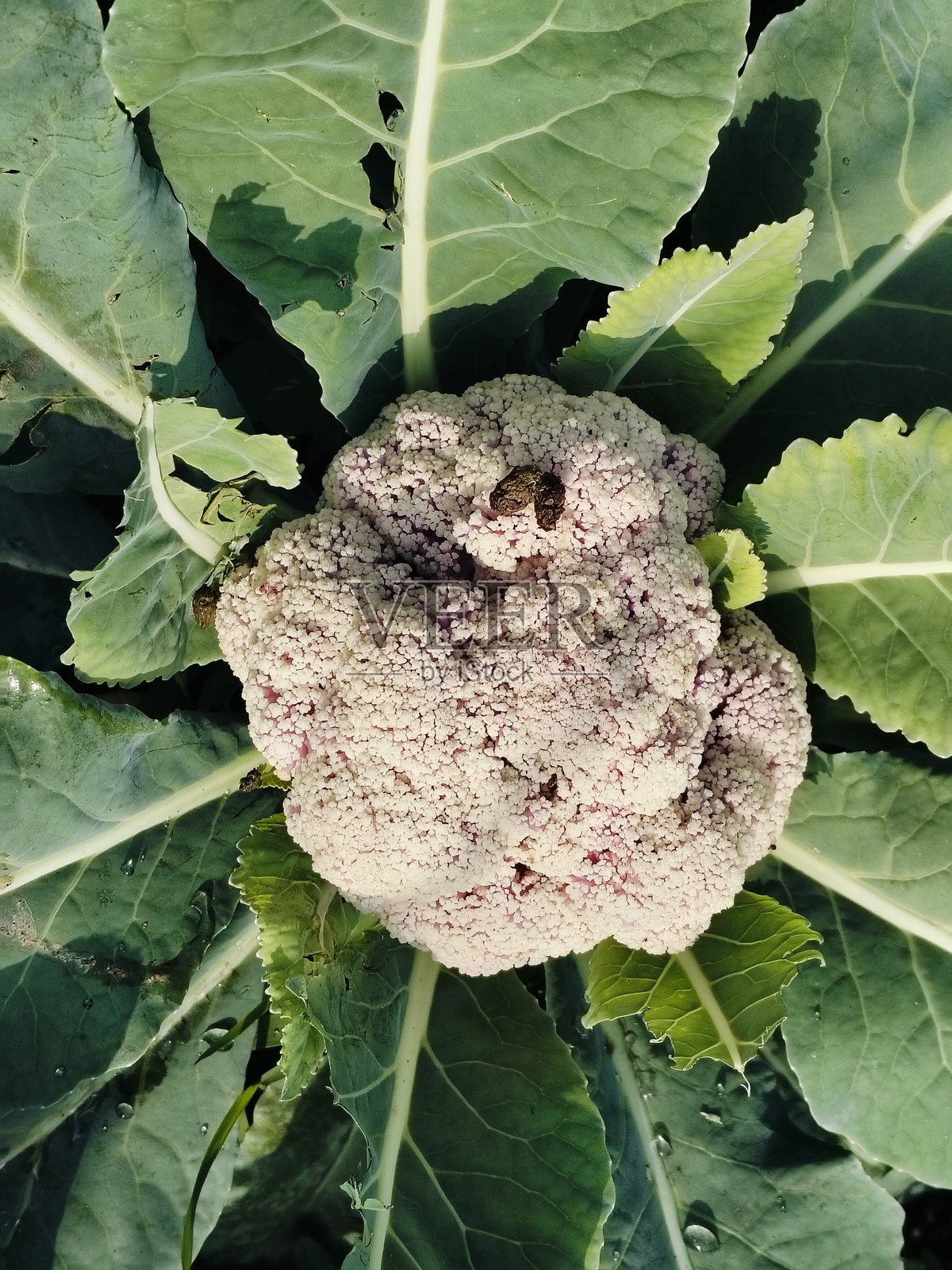 野花植物的种子头部特写照片摄影图片