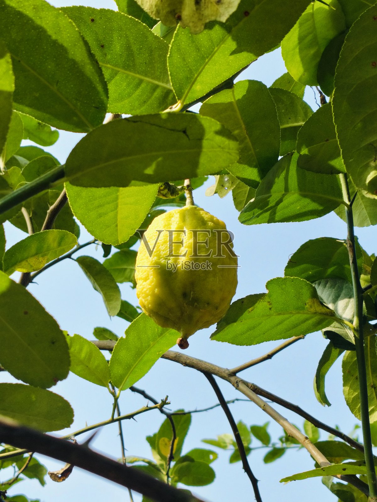 阳光下的绿叶照片摄影图片