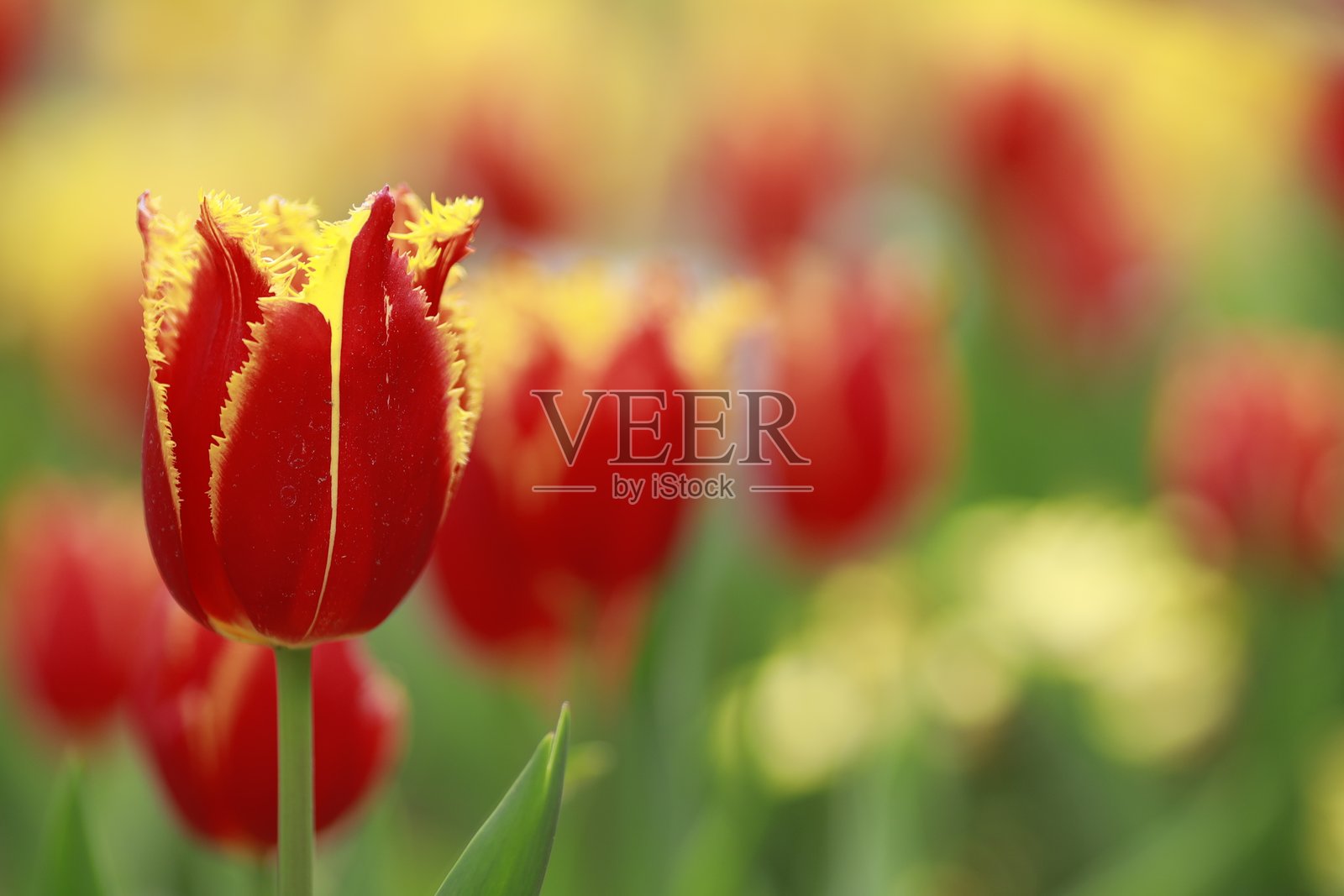 郁金香照片摄影图片