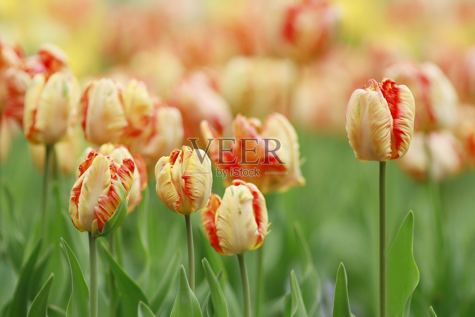 郁金香照片摄影图片