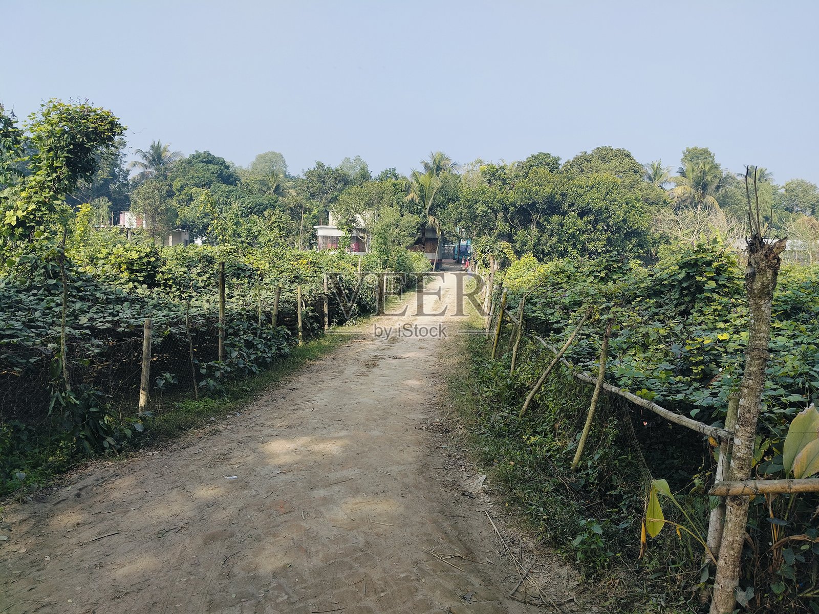 绿树环绕的乡村小路照片摄影图片