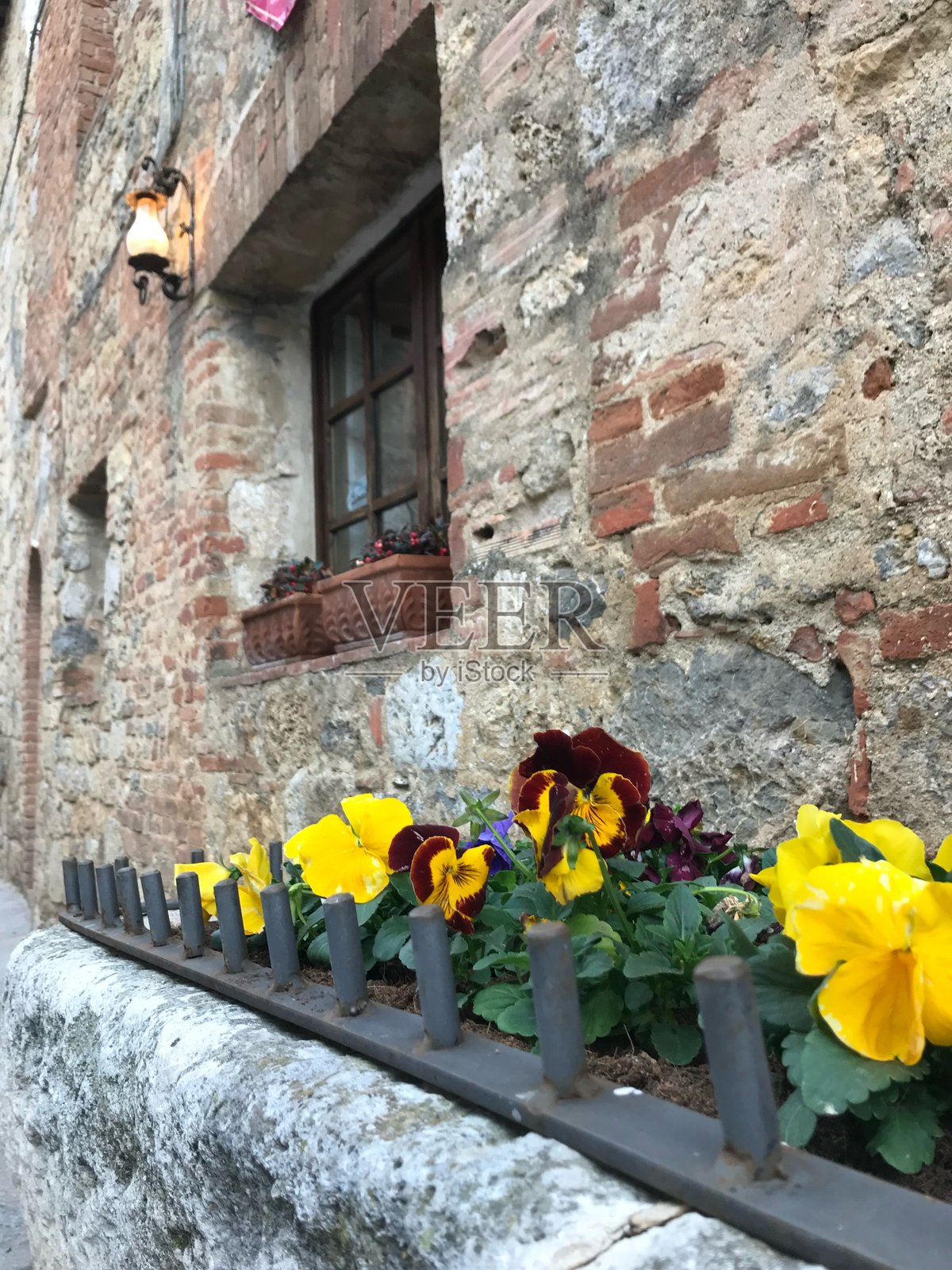 我花园里的花照片摄影图片