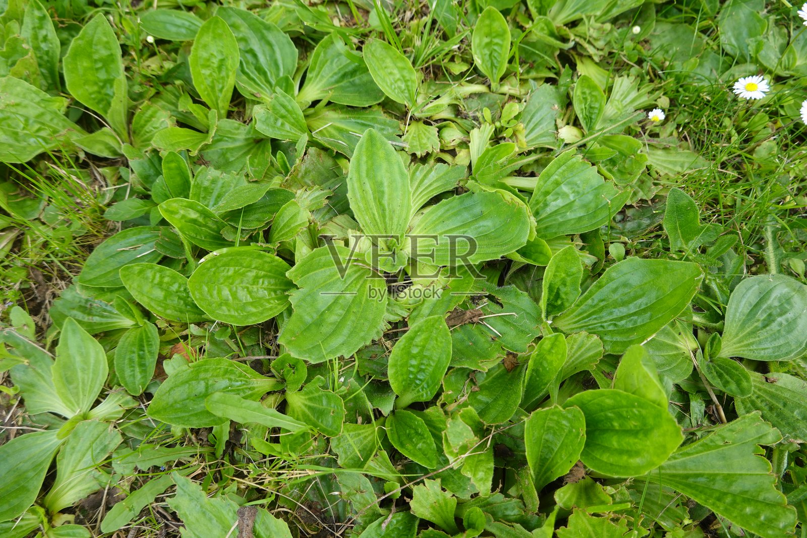 车前草在绿色花园中生长照片摄影图片