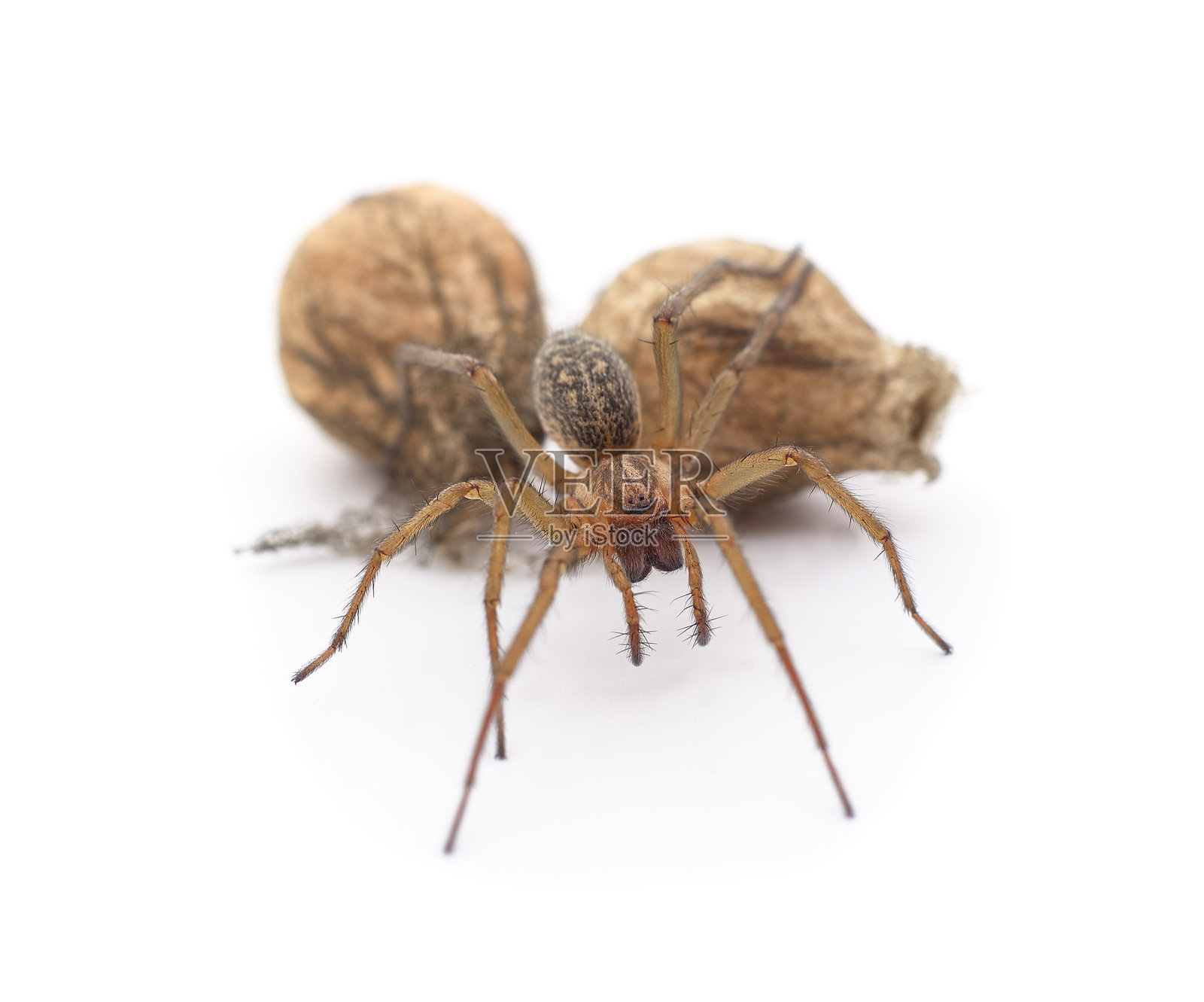 白底上的带卵囊的房屋蜘蛛照片摄影图片