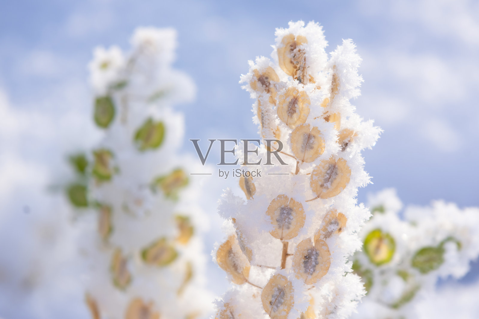 雪地花园中,带有种子的杂草黄叶上覆着白霜。照片摄影图片