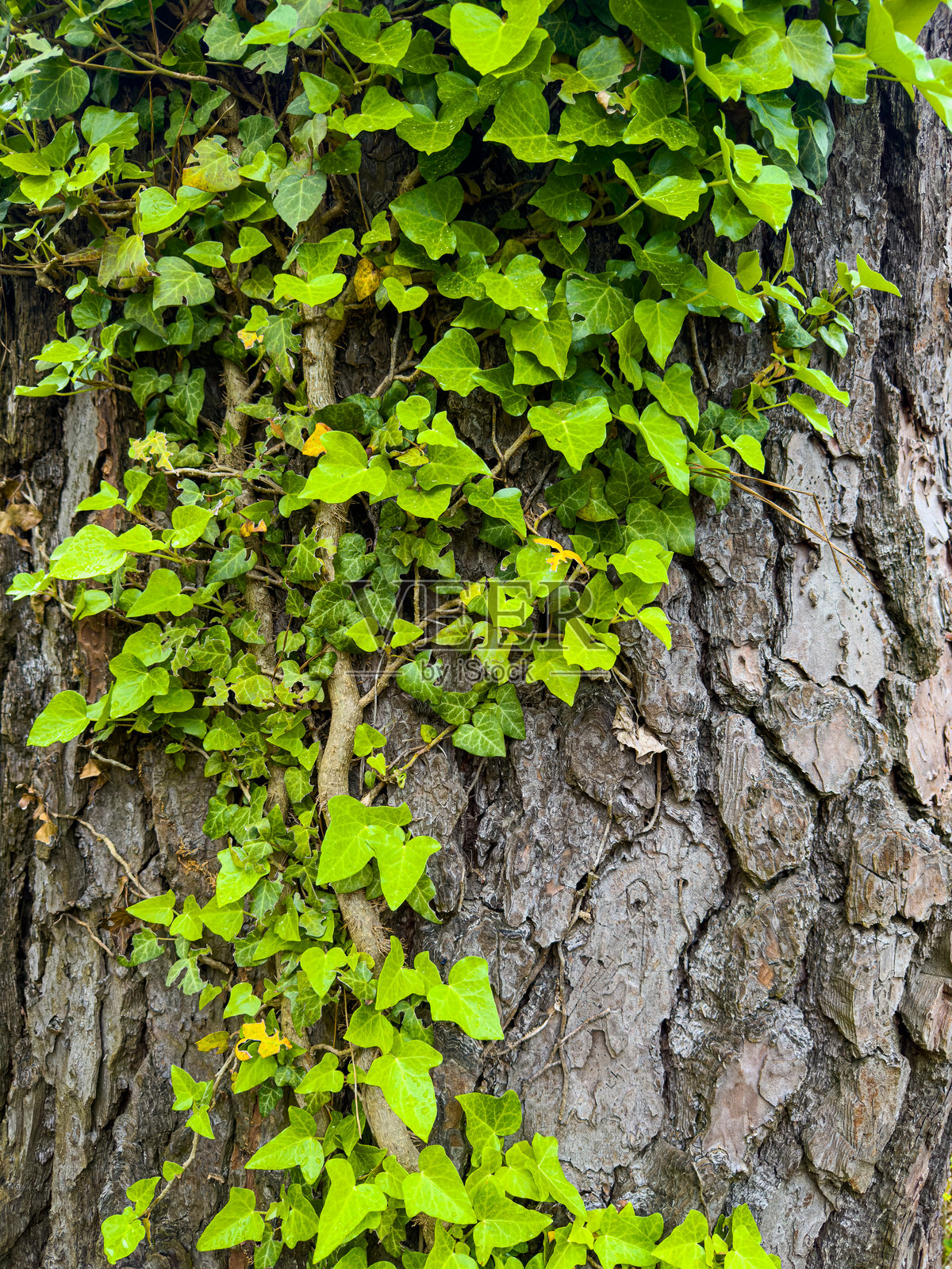 绿色常春藤叶爬上粗糙的树皮纹理照片摄影图片