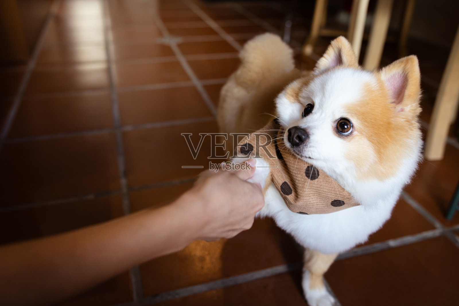 博美犬正在给宠物主人握爪。照片摄影图片