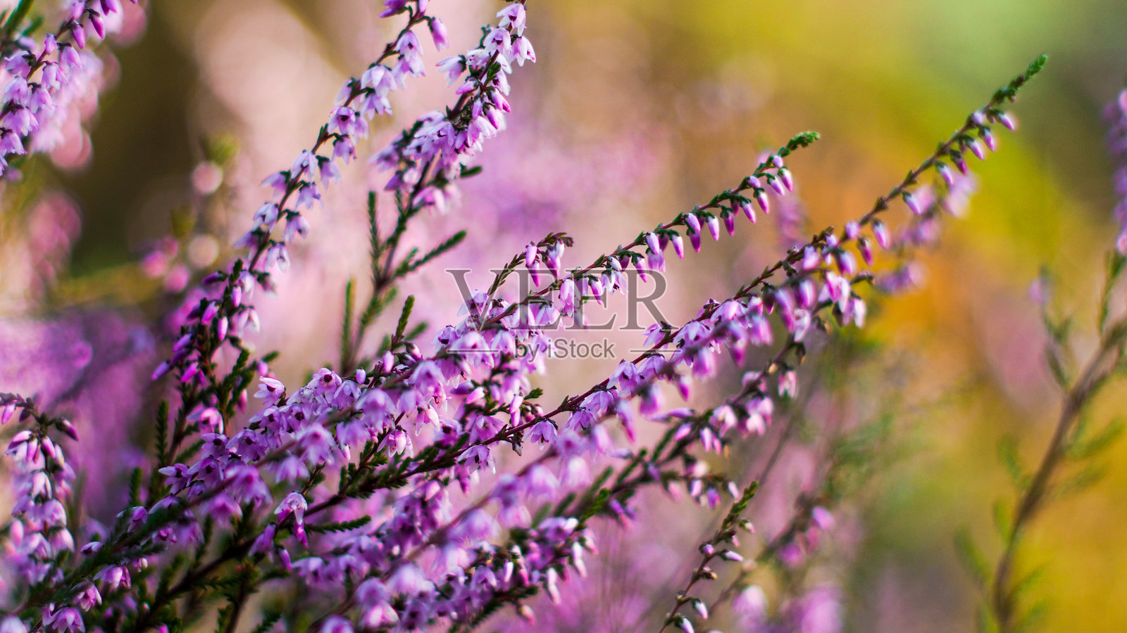 盛开的欧石楠照片摄影图片