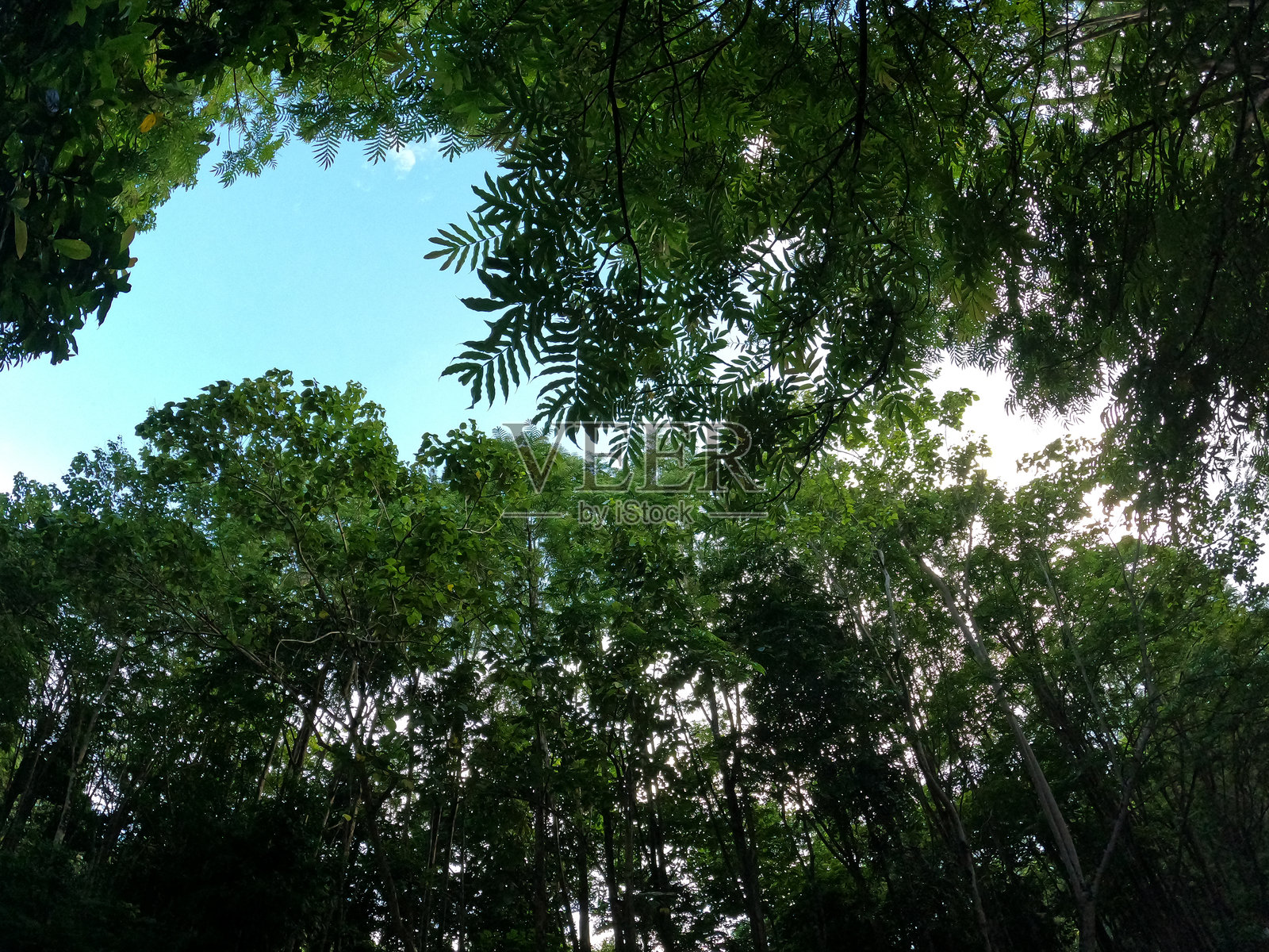 蔚蓝天空下的葱郁森林树冠照片摄影图片