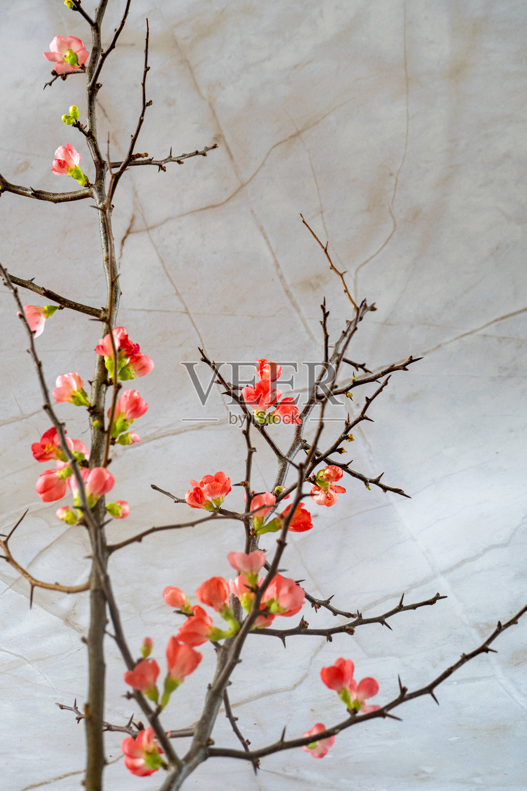 榅桲花枝照片摄影图片