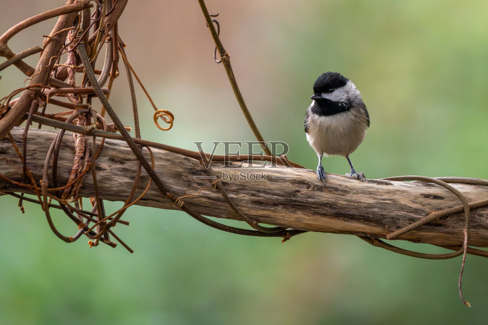 一只卡罗莱纳山雀栖息在木质树枝上,周围环绕着藤蔓,在户外照片摄影图片