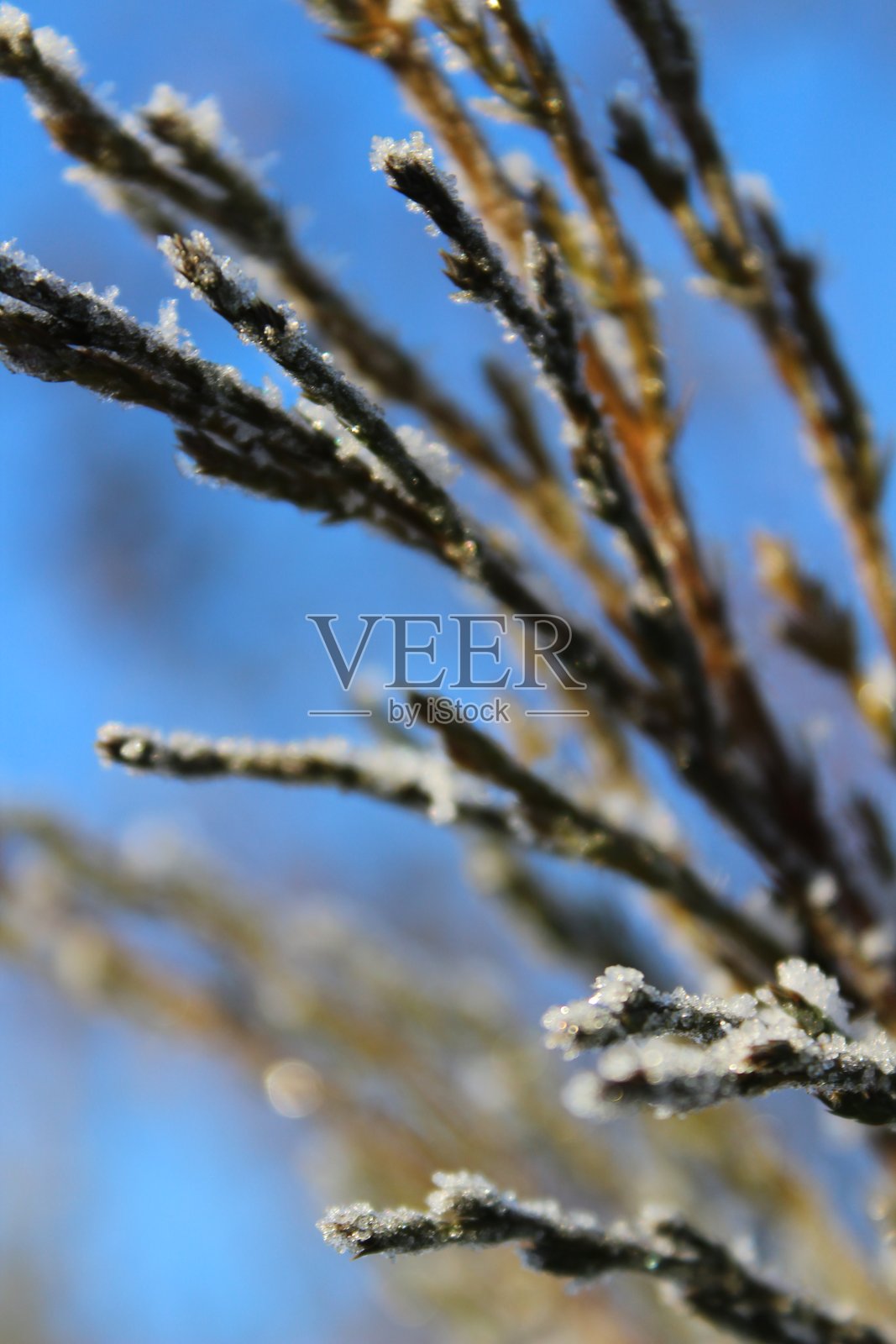 蓝天映衬下的霜冻针叶树枝照片摄影图片