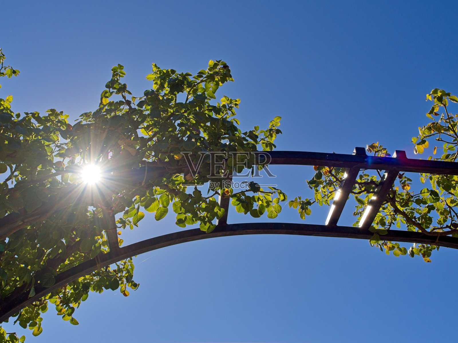 阳光透过藤架照片摄影图片