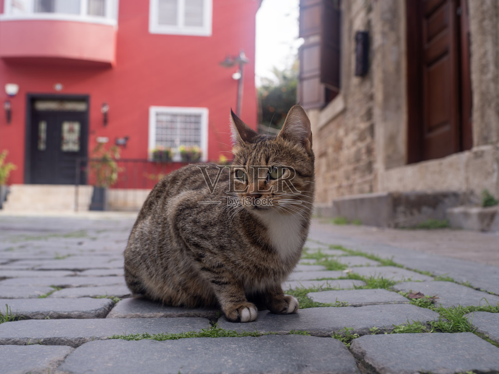 街猫照片照片摄影图片
