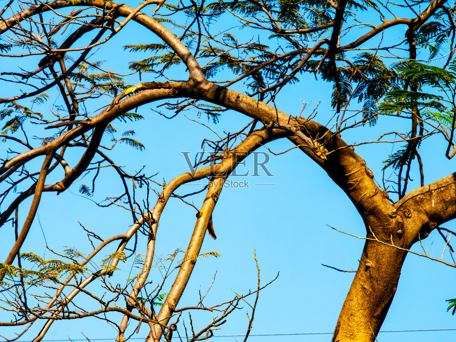 几片叶子的光秃树枝在晴朗的蓝天下的艺术视角照片摄影图片